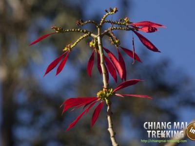 Photos de nos clients | Chiang Mai Trekking | Le meilleur trekking à Chiang Mai avec Piroon Nantaya